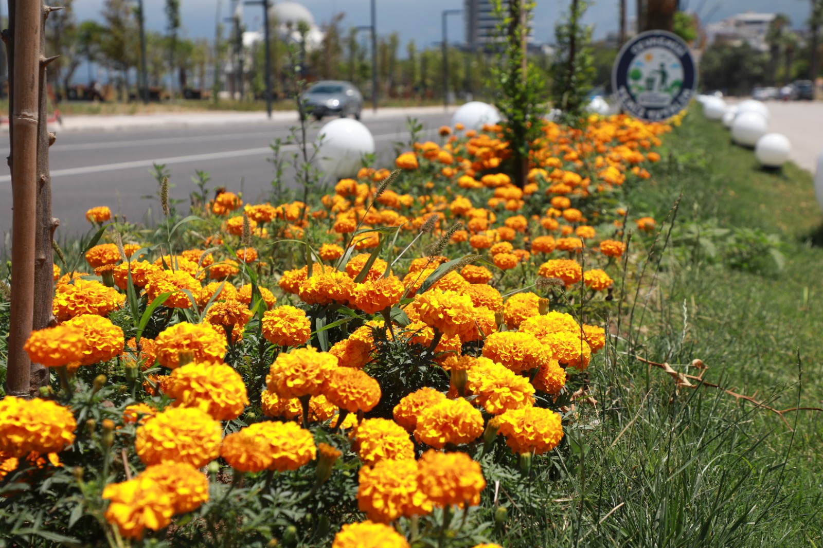 İSKENDERUN SAHİLİ RENKLİ ÇİÇEKLERLE SÜSLENDİ