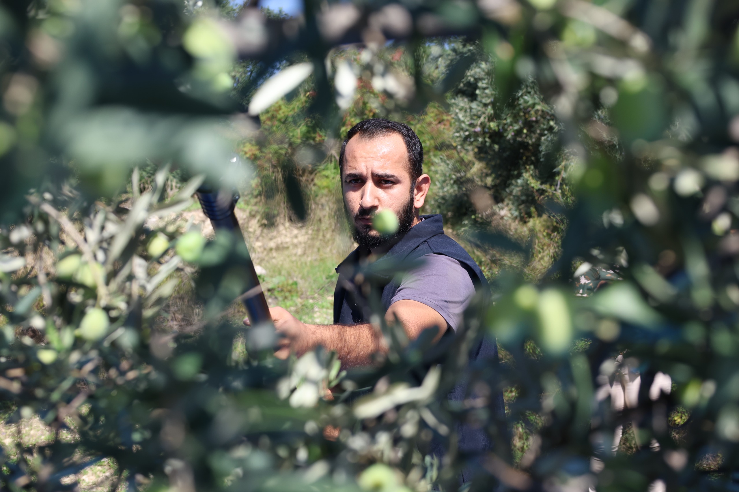 HBB’NİN TARIMSAL DESTEKLERİ ZEYTİN ÜRETİCİLERİNE CAN SUYU OLUYOR