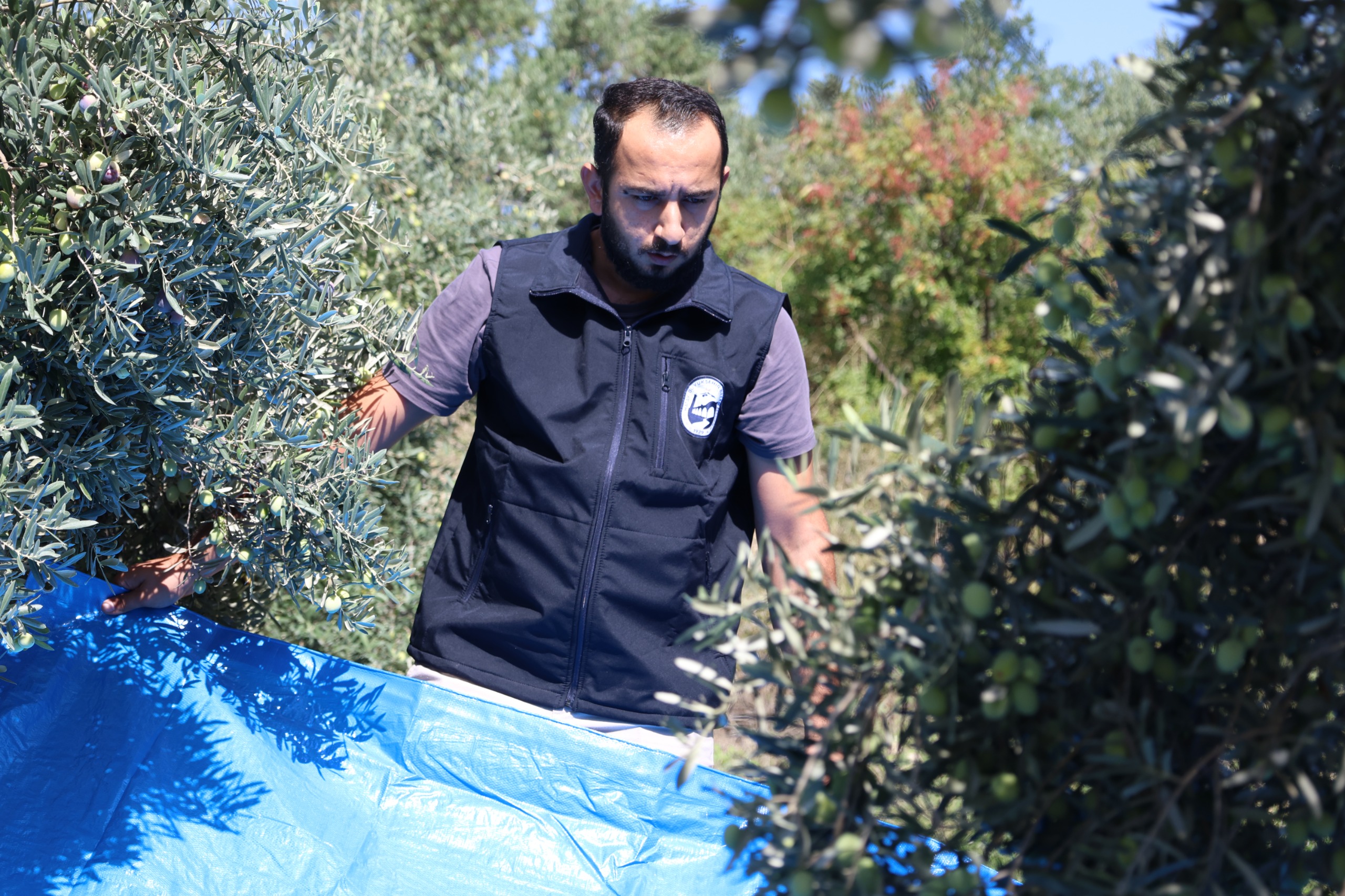 HBB’NİN TARIMSAL DESTEKLERİ ZEYTİN ÜRETİCİLERİNE CAN SUYU OLUYOR