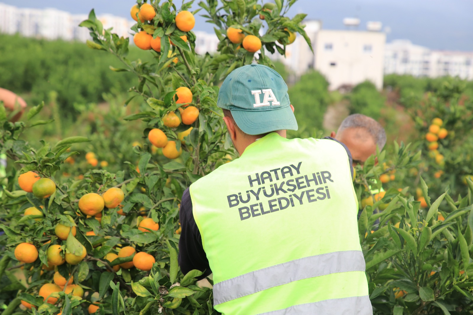 HBB, ÜRETİCİDEN ALDIĞI MANDALİNALARI ÖĞRENCİLERE İKRAM ETTİ