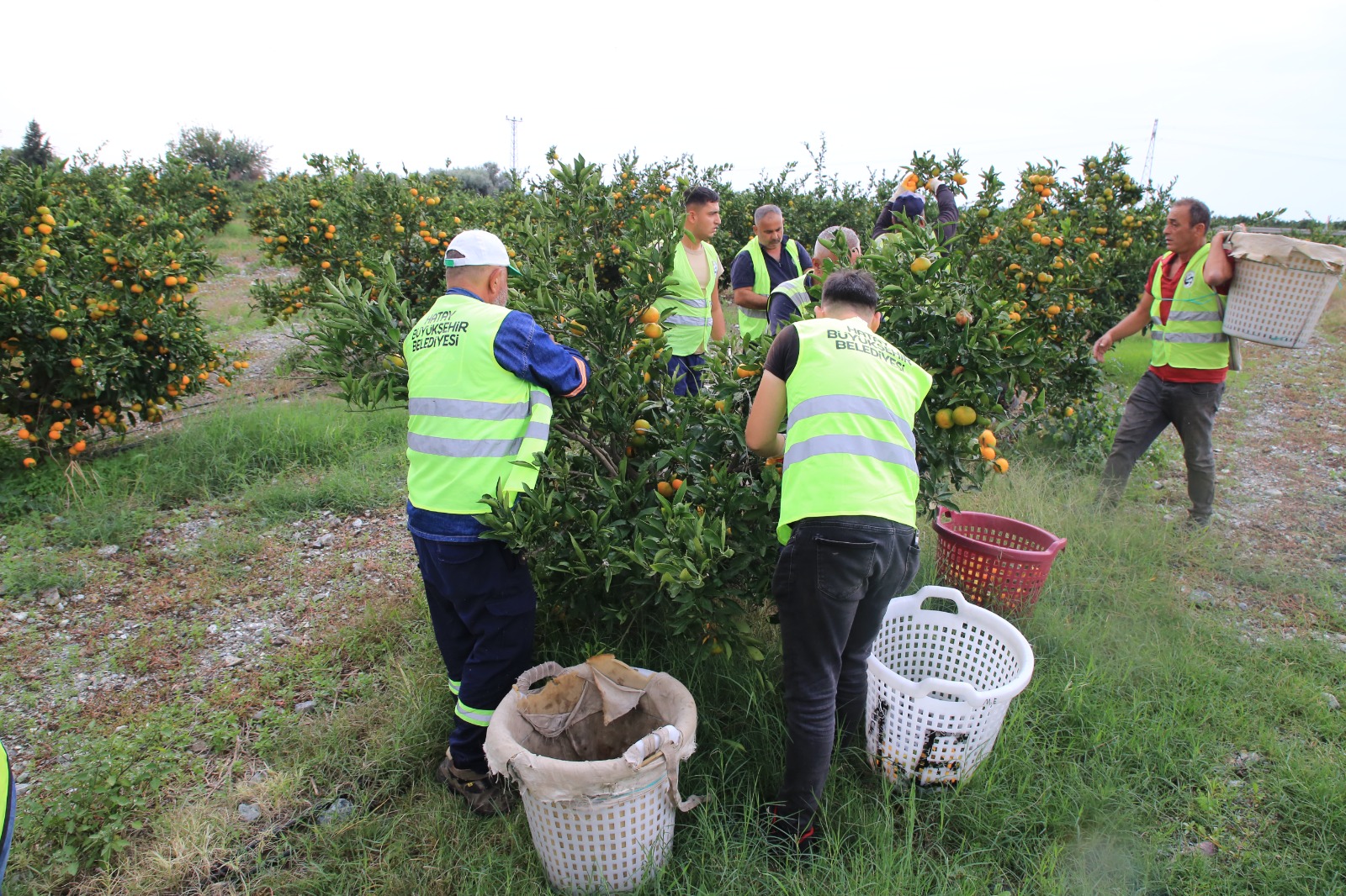 HBB, ÜRETİCİDEN ALDIĞI MANDALİNALARI ÖĞRENCİLERE İKRAM ETTİ